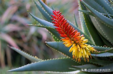 蘆薈開花代表什麼意思|【好兆頭蘆薈開花】蘆薈開花好兆頭！代表什麼寓意？一次搞懂 –